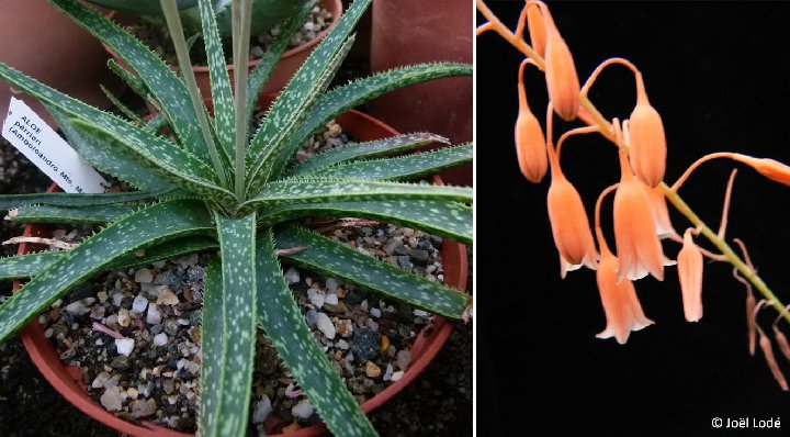 Aloe perrieri Ambotoandro Mts, Madagascar ©JLcoll.340